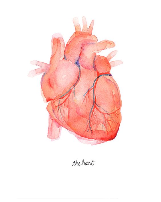 这是一幅描绘解剖学上精确的人类心脏水彩画的原始水彩画的可爱印刷品